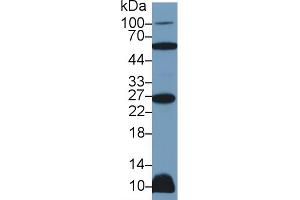 Western Blot; Sample: Rat Heart lysate; Primary Ab: 2µg/ml Rabbit Anti-Human TNFSF12 Antibody Second Ab: 0. (TWEAK antibody  (AA 65-247))