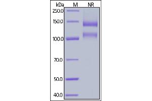 Biotinylated Human ITGAV&ITGB1 Heterodimer Protein, His,Avitag&Tag Free on  under ing (NR) condition. (ITGAV/ITGB1 Protein (AA 31-992) (His tag,AVI tag,Biotin))