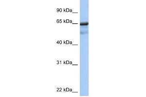 PCK1 antibody used at 1 ug/ml to detect target protein. (PCK1 antibody  (Soluble))