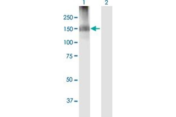 IQSEC2 antibody  (AA 1-949)