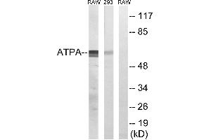 Western blot analysis of extracts from RAW264. (ATP5A1 antibody)