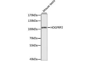 Western blot analysis of extracts of mouse testis, using HDGFRP2 antibody. (HDGFRP2 antibody)