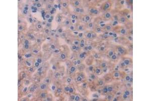 Figure. (INHBC antibody  (AA 237-352))