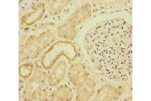 Immunohistochemistry of paraffin-embedded human kidney tissue using ABIN7167064 at dilution of 1:100