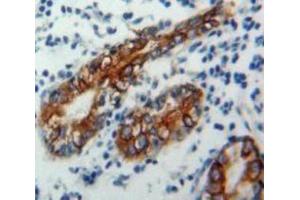 Used in DAB staining on fromalin fixed paraffin-embedded Stomach tissue (CD1d antibody  (AA 64-298))