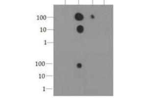 Dot Blot of Rabbit Histone H3 [p Ser10] Antibody. (Histone 3 antibody  (pSer10))