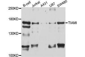 Western blot analysis of extracts of various cell lines, using TIAM1 antibody (ABIN5999048) at 1/1000 dilution. (TIAM1 antibody)