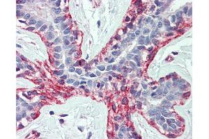 IHC Information: Paraffin embedded breast tissue, tested with an antibody dilution of 5 ug/ml.