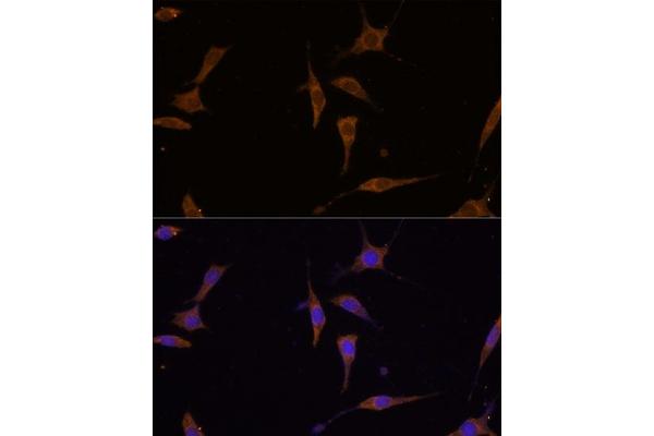 RPL7A antibody  (AA 1-266)