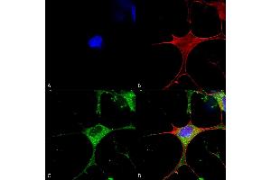 Immunocytochemistry/Immunofluorescence analysis using Mouse Anti-Clcn3 Monoclonal Antibody, Clone S258-5 (ABIN2485484). (CLCN3 antibody  (AA 98-115) (PerCP))