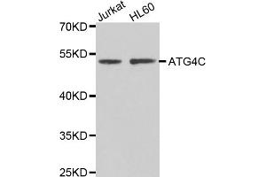 Western blot analysis of extracts of various cell lines, using ATG4C antibody (ABIN4902967) at 1:1000 dilution. (ATG4C antibody)