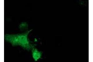 Anti-MGRN1 mouse monoclonal antibody (ABIN2454427) immunofluorescent staining of COS7 cells transiently transfected by pCMV6-ENTRY MGRN1 (RC208284). (Mahogunin RING Finger Protein 1 antibody)