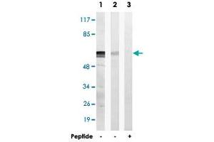 Western blot analysis of extracts from Raw 264. (ATP5A1 antibody  (AA 200-250))
