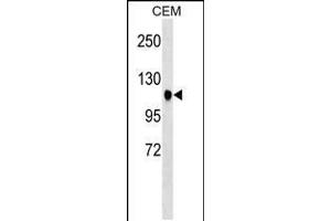 Western blot analysis in CEM cell line lysates (35ug/lane). (ATXN7 antibody  (AA 354-381))