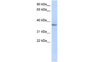 Western Blotting (WB) image for anti-Olfactory Receptor, Family 10, Subfamily X, Member 1 (OR10X1) antibody (ABIN2460061)
