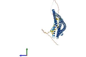 AlphaFold protein structure predicition of Human Recombinant ARFIP2 Protein, UniprotID P53365