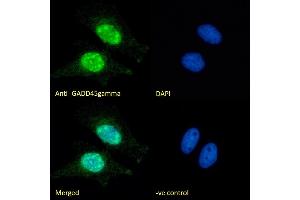(ABIN334406) Immunofluorescence analysis of paraformaldehyde fixed HeLa cells, permeabilized with 0. (GADD45G antibody  (Internal Region))