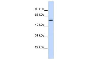 GTPBP10 antibody used at 1 ug/ml to detect target protein. (GTPBP10 antibody)