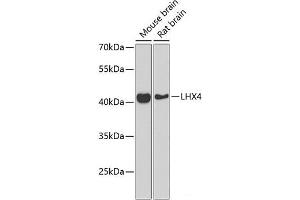 Western blot analysis of extracts of various cell lines using LHX4 Polyclonal Antibody at dilution of 1:1000. (LHX4 antibody)