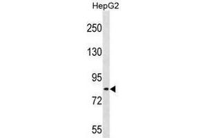 TSC22D2 Antibody (N-term) (AP54369PU-) western blot analysis in HepG2 cell line lysates (35 µg/lane). (TSC22D2 antibody  (N-Term))
