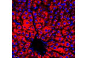 Immunofluorescence (Paraffin-embedded Sections) (IF (p)) image for anti-Retinol Binding Protein 4, Plasma (RBP4) antibody (ABIN7075409)