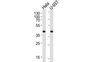 Western blot analysis of lysate from HeLa, U-937 cell line (left to right) using PGK1 antibody; Ab was diluted at 1:1000 for each lane. (PGK1 antibody  (AA 117-145))