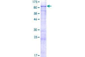 CRTC2 Protein (AA 1-693) (GST tag)