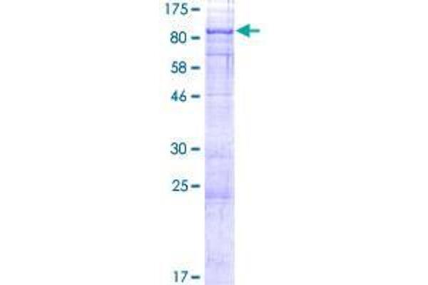 CRTC2 Protein (AA 1-693) (GST tag)