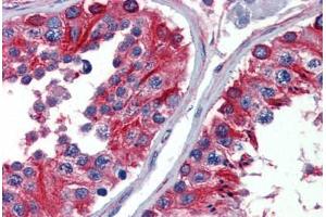 Anti-Alpha Tubulin antibody IHC staining of human testis. (alpha Tubulin antibody  (Subunit alpha))