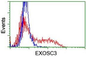 Flow Cytometry (FACS) image for anti-Exosome Component 3 (EXOSC3) antibody (ABIN1498138) (EXOSC3 antibody)