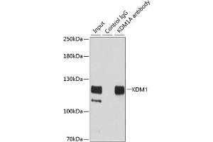 Immunoprecipitation analysis of 200 μg extracts of HeLa cells using 3 μg KDM1 antibody (ABIN3021574, ABIN3021575, ABIN3021576, ABIN1513123 and ABIN1514268). (LSD1 antibody  (AA 130-380))