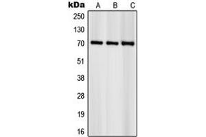 Western blot analysis of S6K1 (pS418) expression in NIH3T3 (A), HeLa (B), KNRK (C) whole cell lysates.
