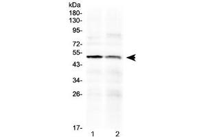 Western blot testing of human 1) PANC1 and 2) HepG2 cell lysate with HtrA3 antibody at 0. (HTRA3 antibody  (AA 330-362))