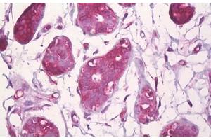 Anti-CBFB antibody IHC staining of human breast, epithelium.