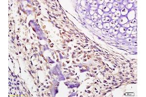 Formalin-fixed and paraffin embedded mouse embryo labeled with Anti-AHSG/Fetuin A/Alpha 2 HS Glycoprotein Polyclonal Antibody, Unconjugated (ABIN681733) at 1:200 followed by conjugation to the secondary antibody and DAB staining (Fetuin A antibody  (AA 201-300))