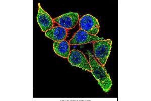Confocal immunofluorescent analysis of X6 Antibody (ABIN656844 and ABIN2846051) with Hela cell followed by Alexa Fluor 488-conjugated goat anti-rabbit lgG (green). (PAX6 antibody)
