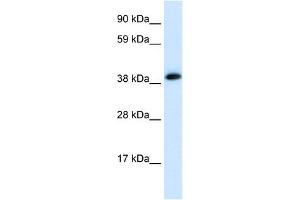 WB Suggested Anti-CHRNA1 Antibody Titration:  0. (CHRNA1 antibody  (C-Term))