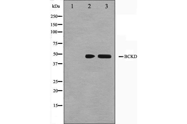 BCKDK Antikörper  (N-Term)