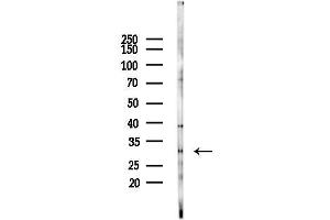 anti-Mitochondrial Ribosomal Protein L9 (MRPL9) (C-Term) antibody