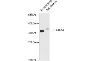 Western blot analysis of extracts of various cell lines, using CD152/CTLA-4 antibody (ABIN6130051, ABIN6139198, ABIN6139200 and ABIN6218154) at 1:1000 dilution. (CTLA4 antibody  (AA 49-223))