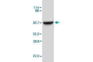 Image no. 1 for Interleukin 12 beta (IL12B) (AA 23-328) protein (ABIN5569897) (IL12B Protein (AA 23-328))