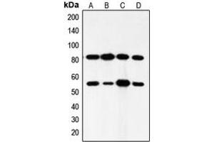 Western blot analysis of PI3K p85 alpha/p55 gamma expression in HeLa (A), mouse brain (B), rat brain (C), rat muscle (D) whole cell lysates.