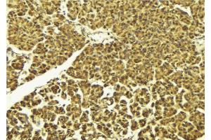 ABIN6268834 at 1/100 staining Mouse pancreas tissue by IHC-P. (DUSP1 antibody  (C-Term))