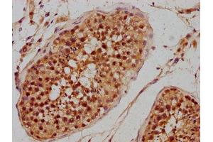 IHC image of ABIN7163060 diluted at 1:300 and staining in paraffin-embedded human testis tissue performed on a Leica BondTM system. (PHF7 antibody  (AA 277-368))