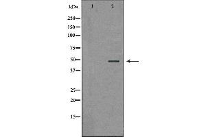 Western blot analysis of extracts of HepG2 , using PSMC5 antibody. (PSMC5 antibody  (Internal Region))