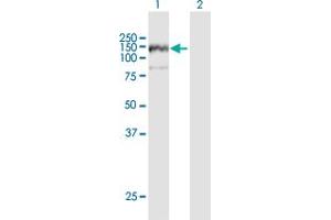 Western Blot analysis of ANKFY1 expression in transfected 293T cell line by ANKFY1 MaxPab polyclonal antibody.