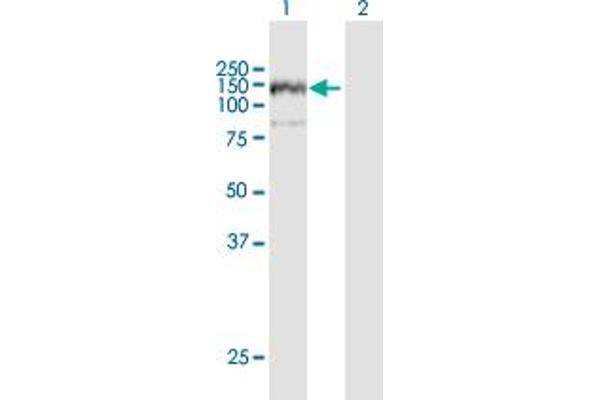 ANKFY1 antibody  (AA 1-1170)