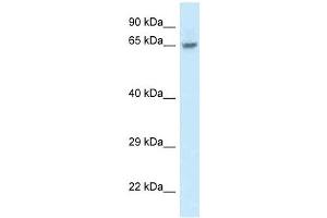 Western Blot showing FAM161A antibody used at a concentration of 1. (FAM161A antibody  (Middle Region))