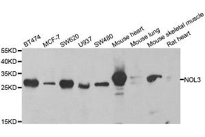 Western blot analysis of extracts of various cell lines, using NOL3 antibody. (NOL3 antibody  (AA 1-208))