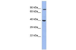 WB Suggested Anti-WDR45L  Antibody Titration: 0. (WD Repeat Domain 45B (WDR45B) (Middle Region) antibody)